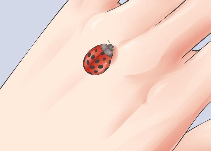 ladybug omad talismani sifatida